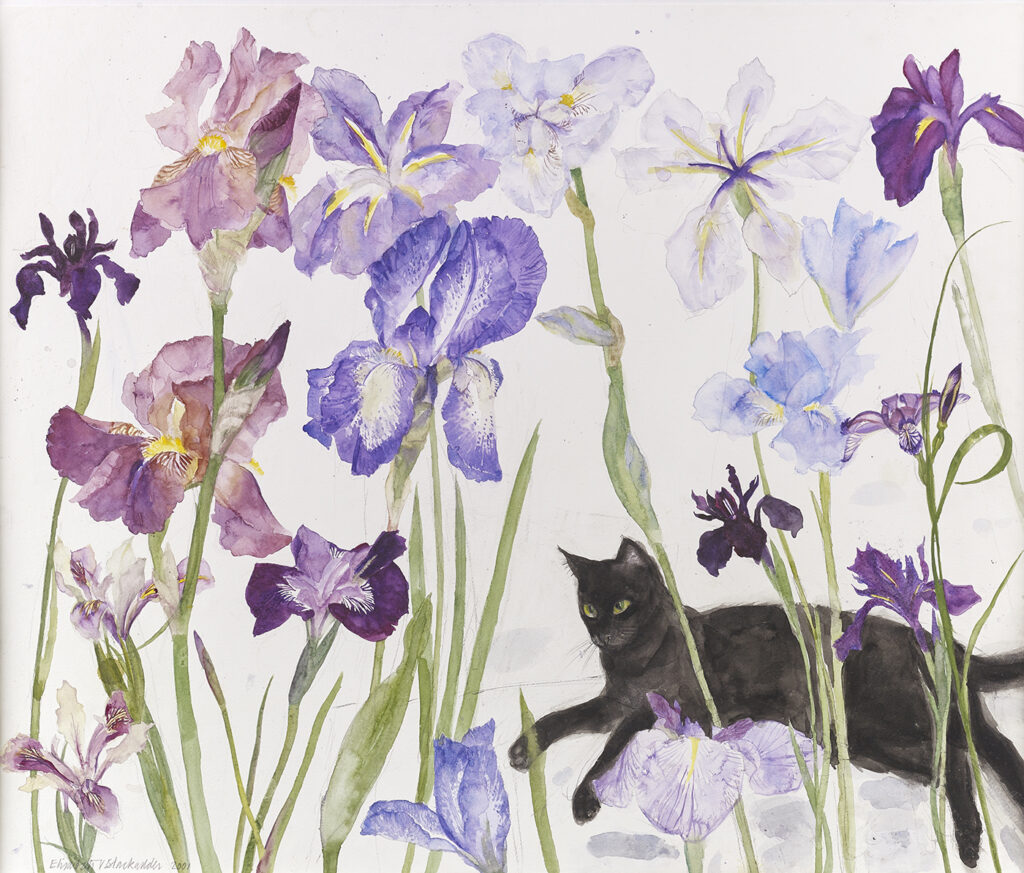cat paintings: Elizabeth Blackadder, Black Cat and Irises, 2001, Scottish National Gallery, Edinburgh, UK.
