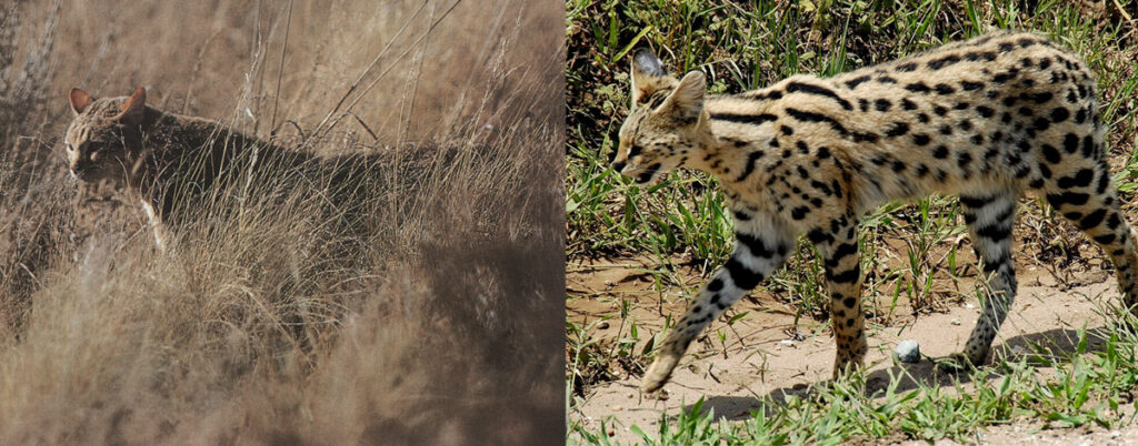 The Sacred Cats of Ancient Egypt: The African wild cat and the Serval 